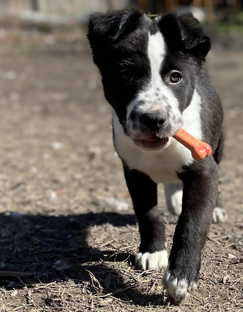 Load image into Gallery viewer, Classic Twin Pack Power Chew Flavored Durable Dog Chew Toy
