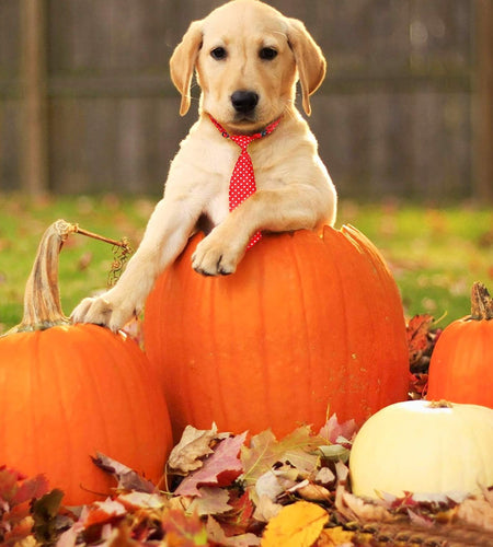 Dog Neck Ties, 30 PCS Dog Ties, Adjustable Dog Neckties for Medium Large Dog, Bulk Pet Bow Ties Collar