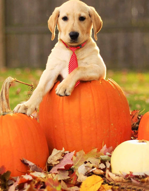 Load image into Gallery viewer, Dog Neck Ties, 30 PCS Dog Ties, Adjustable Dog Neckties for Medium Large Dog, Bulk Pet Bow Ties Collar
